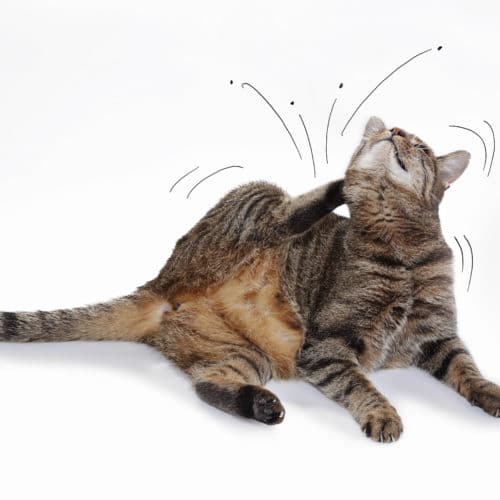 cat scratching fleas