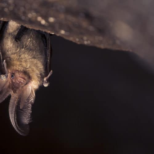 Brown long-eared bat Plecotus auritus