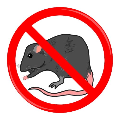 7 Best Rat Traps of 2023, According to a Pest Control Expert