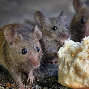Rodent Control Plans