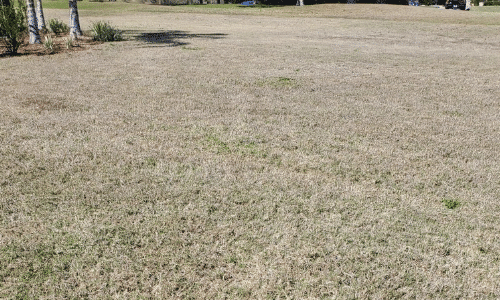 Dormant Lawn
