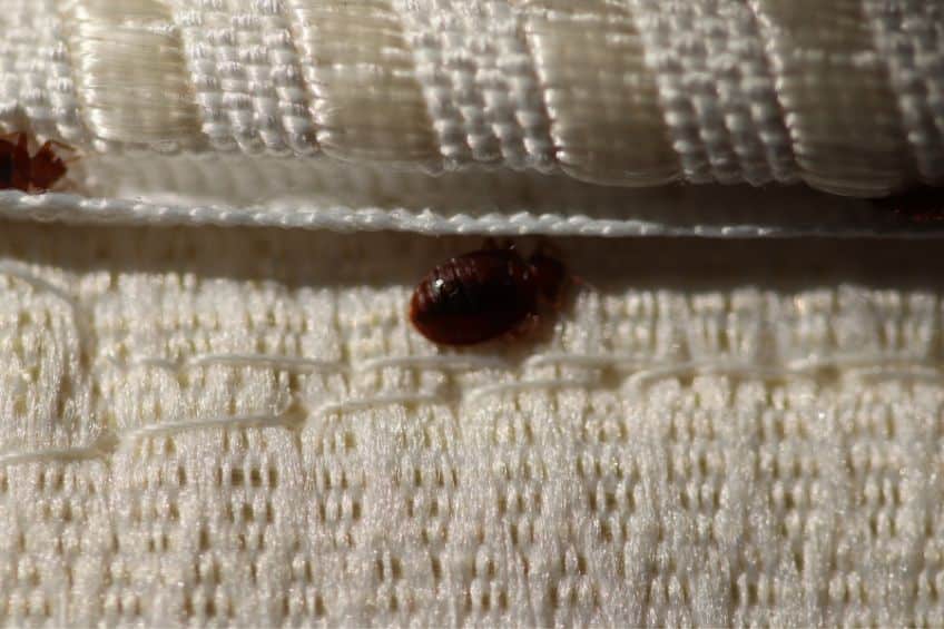 pest control port st lucie bed bug treatment