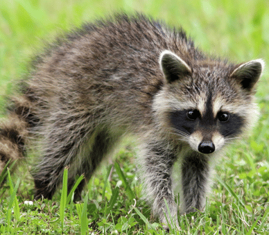 wildlife removal raccoon removal