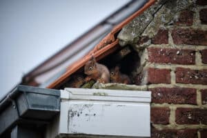 Squirrel making a nest in a house roof