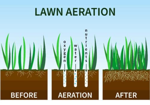benefits of lawn aeration