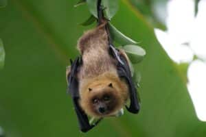 bat handing upside-down in a tree