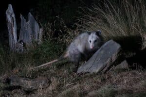 Foraging Opossum