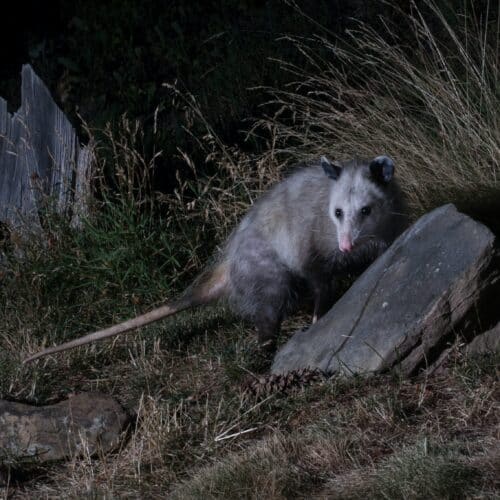 Foraging Opossum