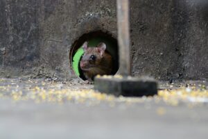 Mouse in a wall pipe