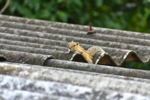 Squirrel on metal roof