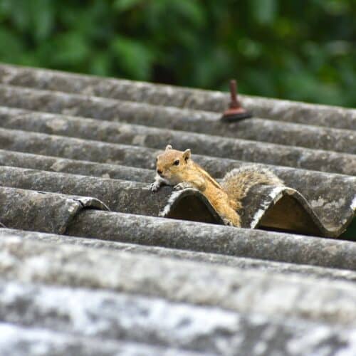 Squirrel on metal roof