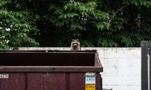 raccoon peering over a dumpster