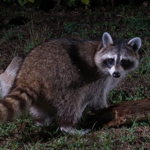 Racoon in grass