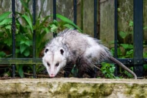 Opossum Beside a Metal Railing