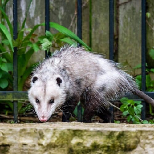 Opossum Beside a Metal Railing