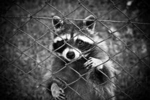 racoon behind a chain link fence
