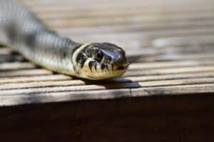 White and Gray Snake on Brown Wooden Table Top
