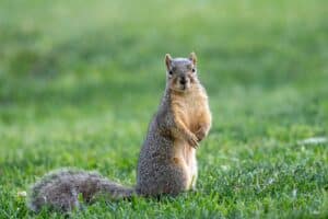 Squirrel standing on the grass