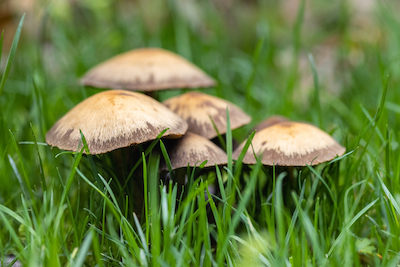 Prevent-Lawn-Fungus-in-Port-St-Lucie-florida