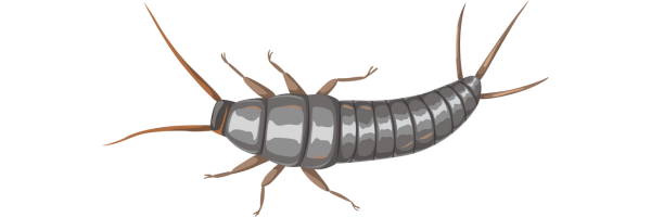 graphic of silverfish