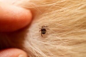 flea in a dog's fur