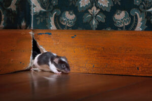 mouse getting out ot her hole in a luxury old-fashioned room