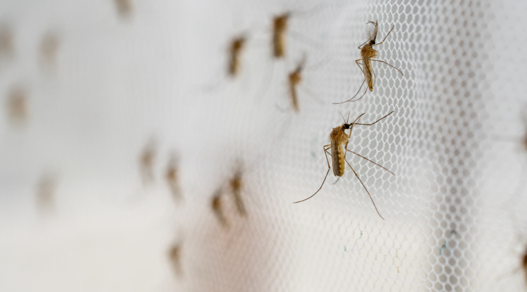 mosquitoes on a mesh screen