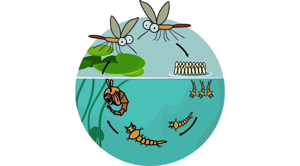 mosquito lifecycle graphic