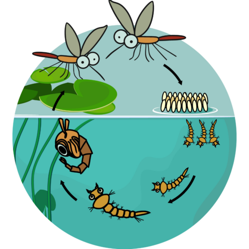 mosquito lifecycle graphic for blog about what is a mosquito control program