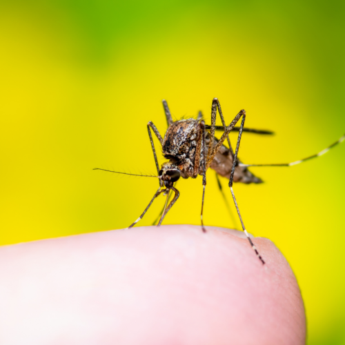 picture of mosquito biting human for blog titled What Is the Best Method for Mosquito Control?