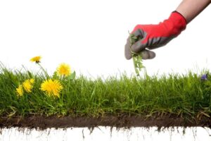 lawn weed control