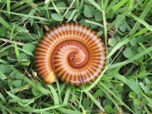 millipede control