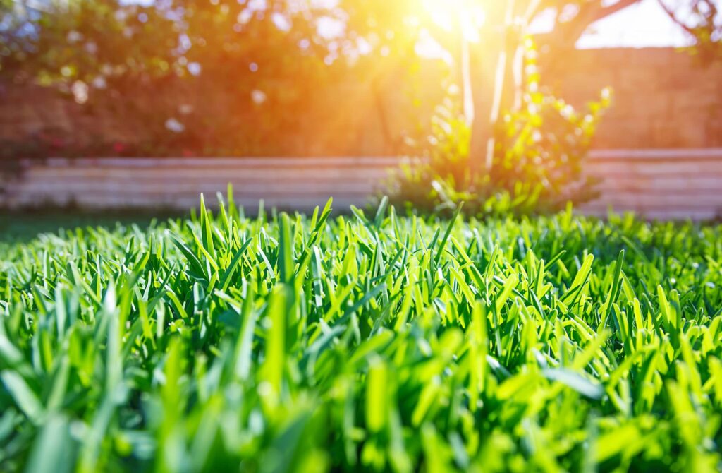 beautiful green yard lawn pest control jacksonville