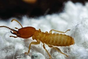 close-up of termite