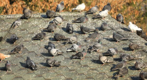 pigeons on a roof