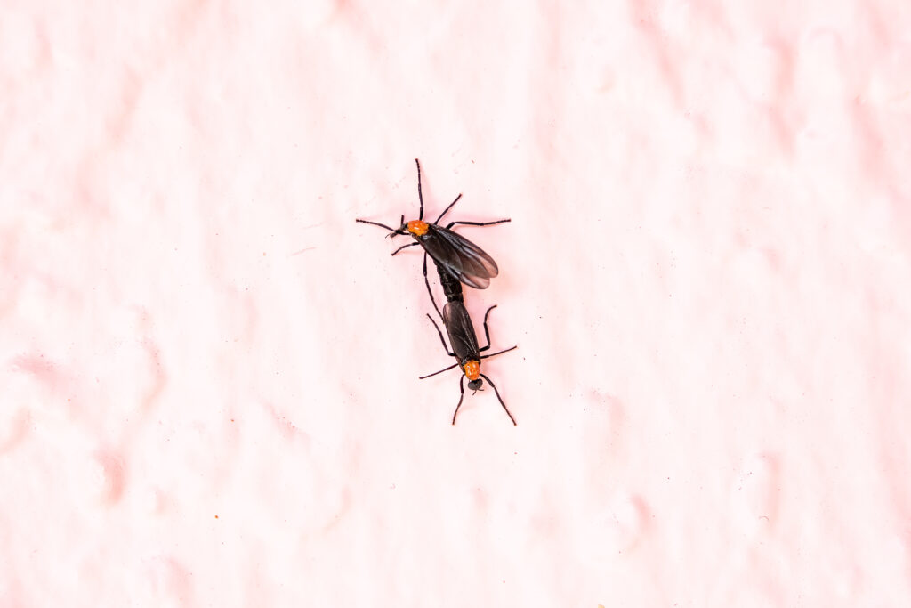 lovebug