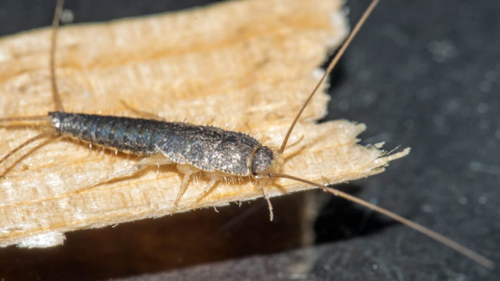 Closeup of long tailed silverfish (Ctenolepisma longicaudata) also called gray silverfish. It is crawling on a thin piece of wood.