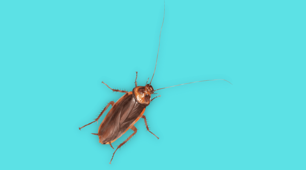 cockroaches linked to asthma and allergies