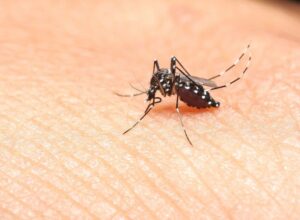 mosquito-borne illness