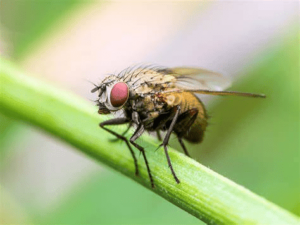 mosquito