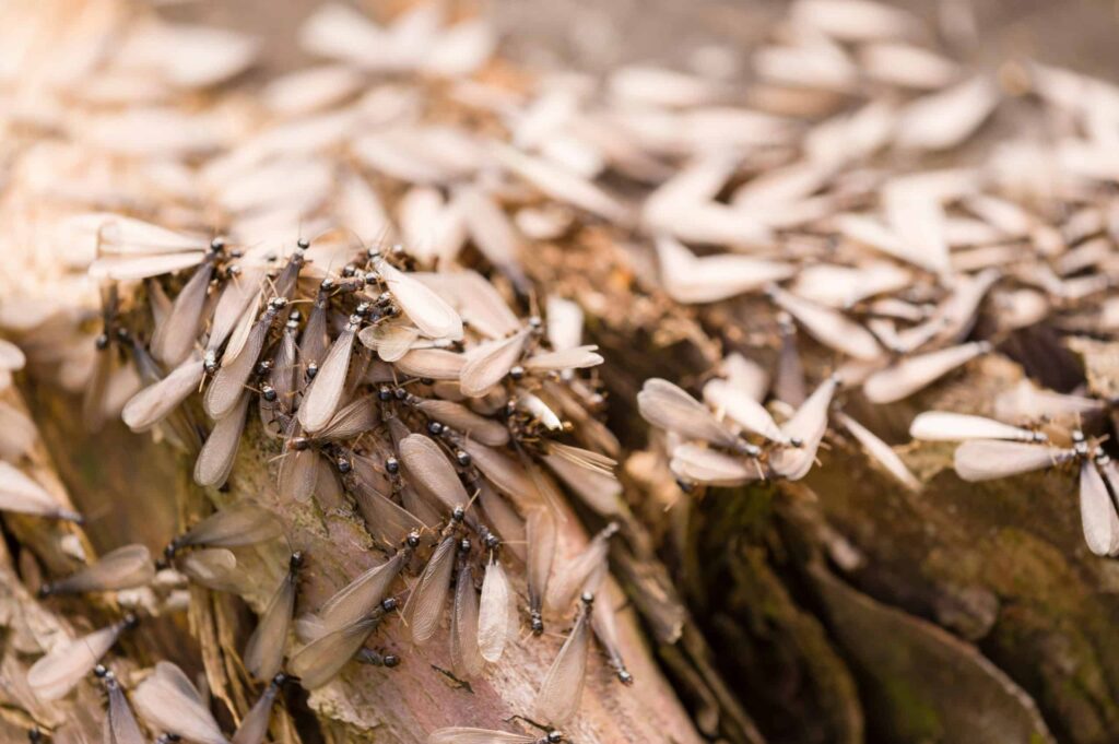 termite or flying ant