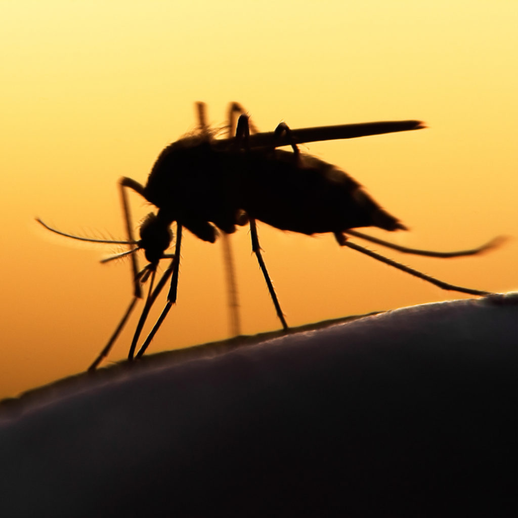 silhouette of a mosquito biting somebody picture for blog titled What Do Professionals Use To Get Rid Of Mosquitoes?