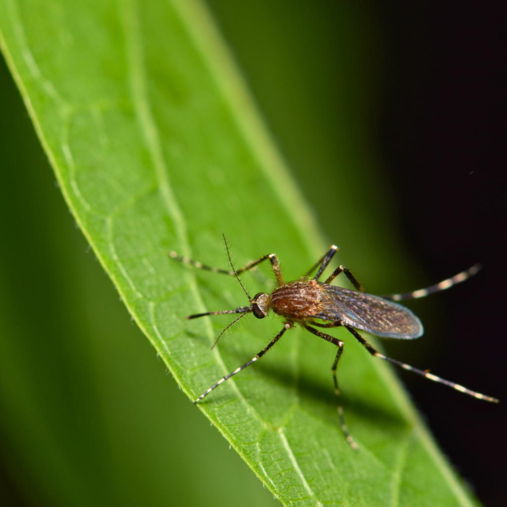 mosquito on leaf picture for blog titled what smell do mosquitoes hate
