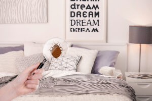 bed bug awareness