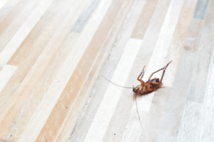 cockroach
