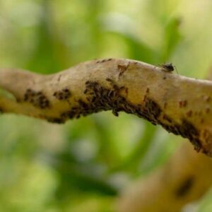 bark lice guide