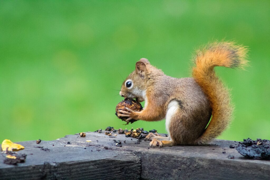 squirrel eating a nut