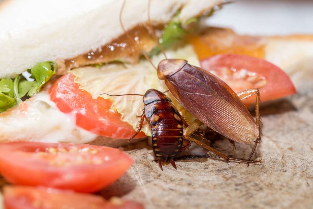Cockroach Infestation