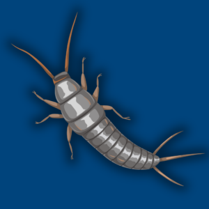 graphic of a silverfish