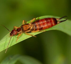 earwig myths